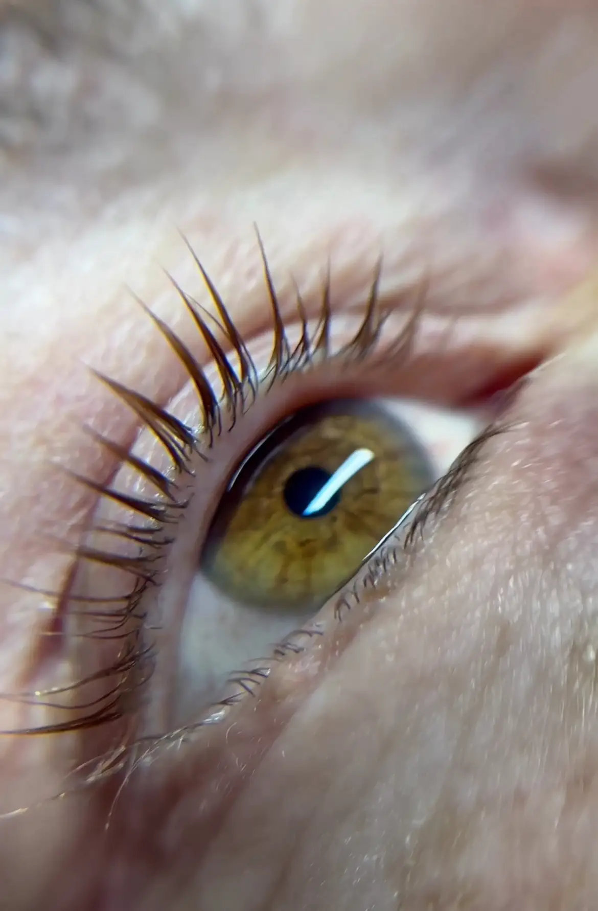 lash-lift_tint